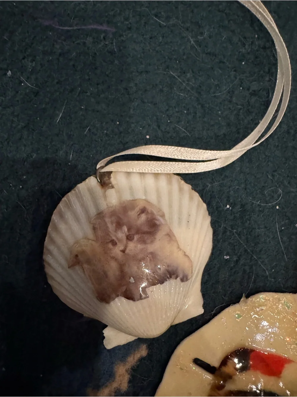 Handmade Cat Photo Ornaments sand dollars real shell- Assorted Cream, White, Tan